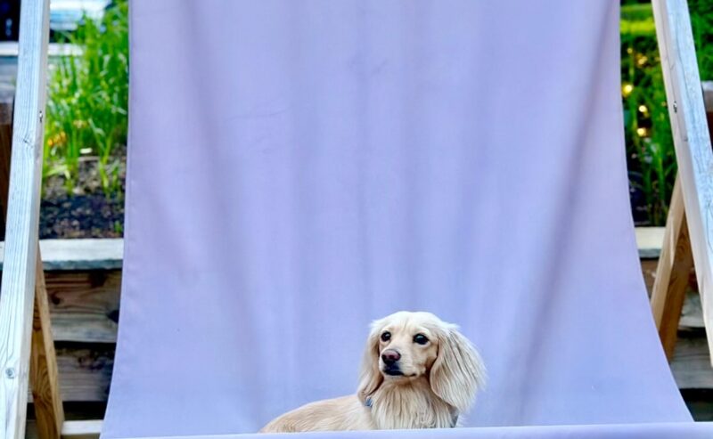 Hurley House - A small, light-colored dog sits on a giant purple deck chair with Hurley House Hotel written on it, outdoors on a stone patio with greenery in the background.